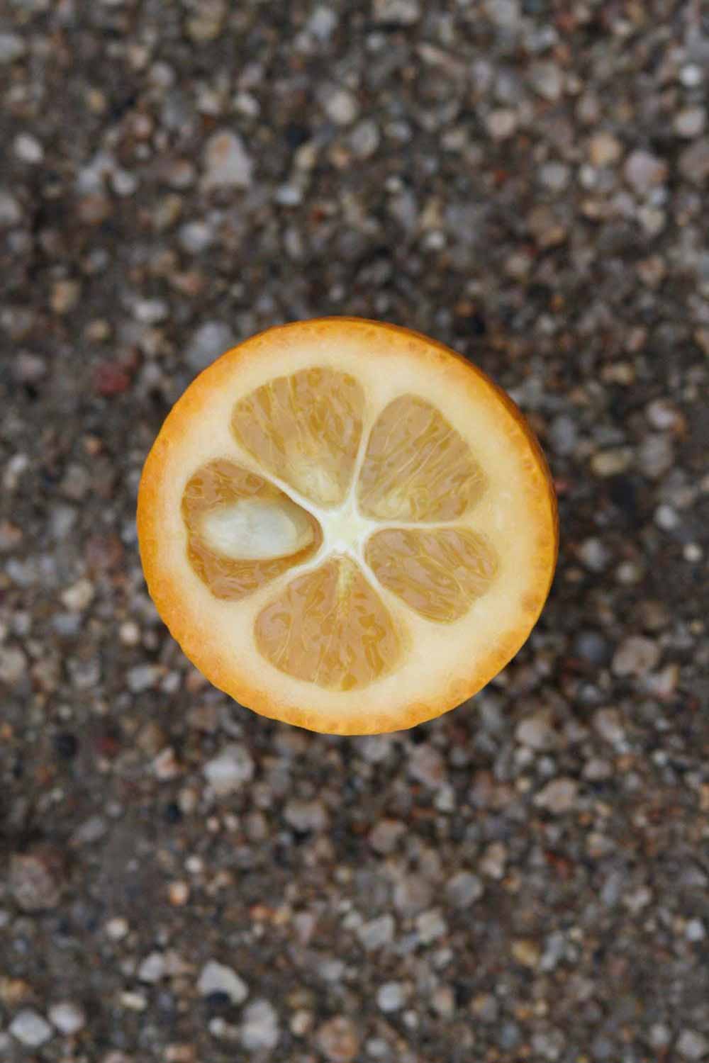              Fruit cross-section (Riverside, CA)       
